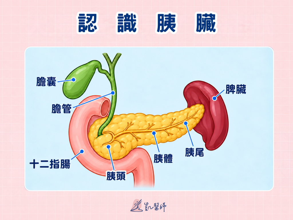 胰臟與十二指腸、脾臟的位置示意,標示胰頭、胰體與胰尾。